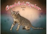 Vianmo Insegna In Legno 30X40 Cm Katze Orientalisch Kurzhaar England