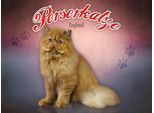 Vianmo Insegna In Legno 30X40 Cm Katze Perserkatze England