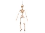 Mini Scheletro Mobile Appeso Decorazione Halloween Deco