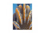 Arazzo Nautico Abakuhaus, Conchiglie Nel Mare Oceano In Morbido Tessuto Microfibra Colori Chiari Che Non Sbiadiscono Lavabile, 110 X 150 Cm, Albicocca E Blu
