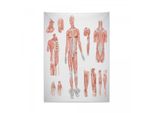 Arazzo Anatomico Abakuhaus, Biologia Medicina Umana In Morbido Tessuto Microfibra, Colori Chiari Che Non Sbiadiscono, Lavabile, 110 X 150 Cm, Rosso Corallo Grigio