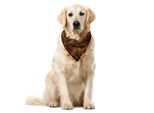 Abakuhaus Bandana Per Animali Domestici Paisley, Disegno Damasco Orientale, 40X40 Cm, Sequoia E Ambra