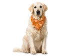 Abakuhaus Bandana Per Animali Domestici Con Fiori, Vivid Blossom Spring Tree, 40X40 Cm, Arancione Lilla