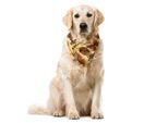 Abakuhaus Bandana Africana Per Animali Domestici, Turbanti Palms Kultur, 55X55 Cm, Multicolore