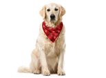 Abakuhaus Bandana Rossa Per Animali Domestici, Fragole Mature, 55X55 Cm, Verde Giada E Rosso
