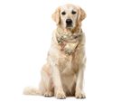 Abakuhaus Bandana Per Animali Domestici Rosa Pallido, Scritta In Francese, 55X55 Cm, Blu, Nero E Rosa Chiaro