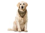Abakuhaus Zambia Bandana Per Animali Domestici, Stile Tribale, 55X55 Cm, Giallo Caramello Chiaro
