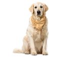 Abakuhaus Bandana A Quadri Per Animali Domestici, Arancione A Quadretti, 55X55 Cm, Arancione Bianco
