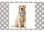 Abakuhaus Bandana Per Animali Domestici Con Fiori, Damasco Classico Rococò, 40X40 Cm, Grigio Chiaro Bianco