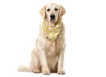 Abakuhaus Bandana Per Animali Domestici Con Fiori Gialli, Stile Rustico Naturale, 55X55 Cm, Giallo E Bianco
