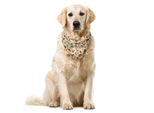 Abakuhaus Bandana Per Animali Domestici Vintage, Stile Retrò Nostalgico, 40X40 Cm, Multicolore