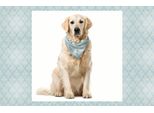 Abakuhaus Bandana Per Animali Domestici Turchese, Medievale, 55X55 Cm, Blu-Grigio-Crema