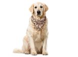 Abakuhaus Bandana Per Animali Domestici Con Fiori, Bouquet Primaverile Pastello, 40X40 Cm, Taupe Caldo E Rosa Chiaro