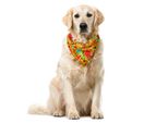 Abakuhaus Bandana Autunnale Per Animali Domestici, Motivo Stagionale Con Scarabocchi Boschivi, 40X40 Cm, Corallo Scuro E Arancione