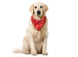 Abakuhaus Bandana Astratta Per Animali Domestici, Petali Giapponesi, 55X55 Cm, Vermiglio Multicolore