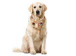 Abakuhaus Bandana Giapponese Per Animali Domestici, Mount Hill Rosa Sakura, 55X55 Cm, Pesca Chiaro Multicolore