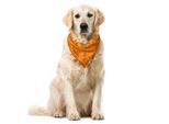 Abakuhaus Bandana Astratta Per Animali Domestici, Triangoli Di Ispirazione Tribale, 55X55 Cm, Marigold Burnt Orange