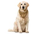Abakuhaus Bandana Geometrica Astratta Per Animali Domestici, Forme Antiche, 55X55 Cm, Caramello E Bianco