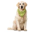 Abakuhaus Bandana Geometrica Astratta Per Animali Domestici, Arte Moderna, 55X55 Cm, Verde Avocado E Grigio Chiaro