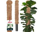 Kotarbau® Palo Per Muschio Per Monstera Noce Di Cocco Naturale ⌀ 3,2 X 40 Cm Palo Per Piante Supporto Per Piante Monstera Palo Per Piante Palo Per Piante Palo Per Muschio Monstera Supporto Per Piante Palo Per Fiori Palo Per Muschio
