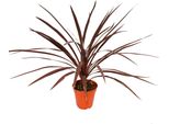 Giglio Rosso Del Club - Cordyline Australis "Red Star"" - Vaso Da 12 Cm - Altezza Circa 50 Cm"