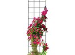 Traliccio Kadax, Supporto Per Arrampicata In Acciaio, Traliccio A Parete Per Piante, Giardino, Balcone, Terrazza, Traliccio In Filo Metallico