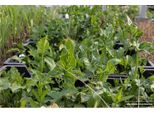 6 X Arum Italicum - Arum Italiano In Un Vaso Di 9X9Cm