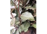 Elaeagnus Ebbingei - ...Salice 40 - 60 Cm Contenitore