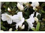 Azalea Japonica Weib - Japanische Azalee 50 - 60 Cm - Contenitore