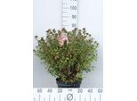 Azalea Japonica Red - Azalea Giapponese Rossa 50- 60 Cm - In Contenitore