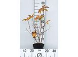 Azalea Knaphill - Azalea Giapponese Gelb 40 - 50 Cm - Contenitore