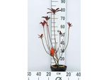 Azalea Mollis Red - Azalea Giapponese 40 - 50 Cm - Contenitore
