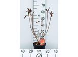 Azalea Mollis - Azalea Giapponese Arancione 40 - 50 Cm - Contenitore