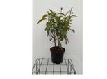 Azalea Mollis - Azalea Giapponese Gelb 40-50 Cm - Contenitore
