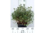 Azalea Japonica - Rosa Azalea Giapponese 50-60 Cm -Contenitore