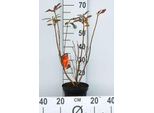 Azalea Knaphill - Arancione - Azalea Giapponese 40 - 50 Cm - Contenitore