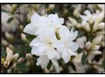 Azalea Japonica Weib - Azalea Giapponese 30 - 40 Cm - Contenitore