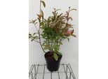 Azalea Mollis - Azalea Giapponese Rosa 40 - 50 Cm - Contenitore
