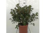 Azalea Japonica - Azalea Giapponese 30-40 Cm