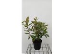 Azalea Mollis - Azalea Giapponese Weib 40-50 Cm - Contenitore