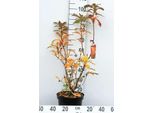 Azalea Knaphill - Azalea Giapponese Gelb 60-80 Cm - Contenitore
