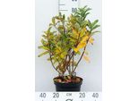 Azalea Knaphill - Weib - Azalea Giapponese 60-80 Cm - Contenitore
