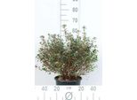 Azalea Japonica - Azalea Giapponese Viola 50-60 Cm - In Contenitore