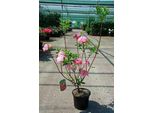 Azalea Knaphill - Rosa - Azalea Giapponese 40-50 Cm - Contenitore