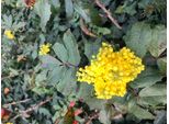 10 X Mahonia Aquifolium - Mahonia Comune 30- 40 Cm - Radice Nuda