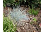 6 X Festuca Glauca 'Uchte' - Blauschwingel - Topf 9 X 9 Cm