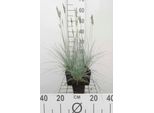 6 X Festuca Glauca 'Elijah Blue' - Festuca Blu-Verde - Vaso 9 X 9 Cm