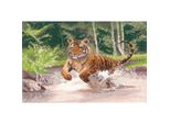 Fuori Produzione Set Per Punto Croce Heritage In Aida "Tiger (A)"", Schema Contato, PGTI1009-A, 32X22Cm"