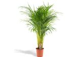 Palma Da Frutto Dorata Areca - Pianta Da Appartamento Ø21Cm - Altezza 110Cm - Palma Tropicale Che Purifica L'aria Per Un Clima Interno Sano - Fresca Di Vivaio