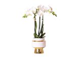 Colibrì Orchidee Bianche Phalaenopsis Amabilis + Le Chic Vaso Decorativo Oro Dimensioni 9Cm 40Cm Di Altezza Pianta D'appartamento Fiorita In Vaso Di Fiori Fresco Dal Coltivatore